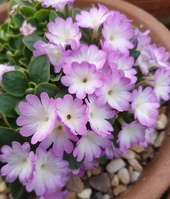 Primula allionii 'Apple Blossom'